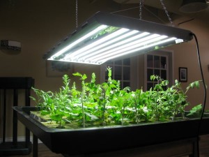 Best spices to grow under T5 lights | T5 light fixtures